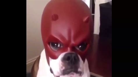 Dog With Daredevil Mask Meme V2 No Watermark For Tiktok Youtube