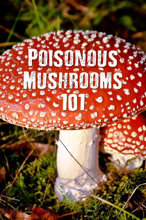 Poisonous Mushrooms 101 Shtf Prepping And Homesteading Central