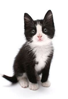 59 watchers 22.8k page views 316 deviations. 1000+ images about Tuxedo Cats on Pinterest | Tuxedo cats ...