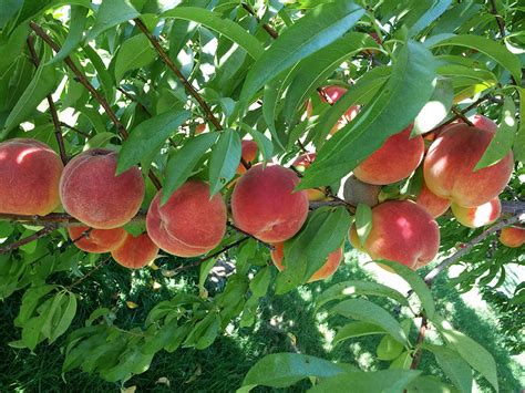 Types Of Fruit Trees Cooperative Extension Tree Fruits University