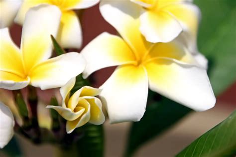 How To Grow Plumerias In Pots A Step By Step Guide Plant House Aesthetic