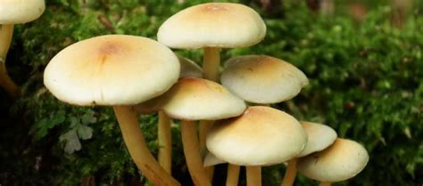 Psychedelic Mushrooms Missouri All Mushroom Info