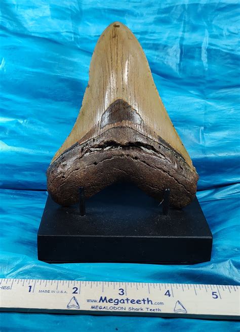 Massive Reddish Collector Quality Megalodon Shark Tooth · L1 530 L2