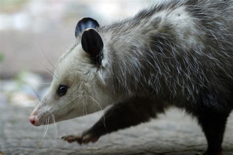 10 Awesome Opossum Facts Learn About Americas 1 Marsupial