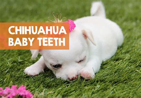 What Age Do Chihuahua Puppies Lose Their Teeth