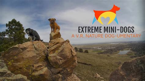 Extreme Mini-Dogs: A VR Nature Dog-Umentary (VR180) - YouTube