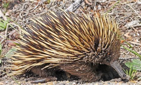 Cool Critters Australias Echidnas Shed Light On Fireproofing