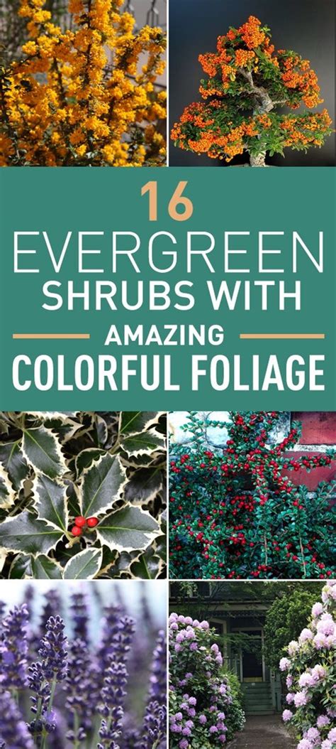 16 Evergreen Shrubs With Amazing Foliage For Year Round Color