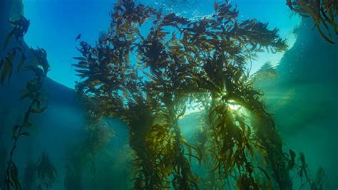 Kelp Forest Ecosystems Lesson Plans And Activities Office Of National