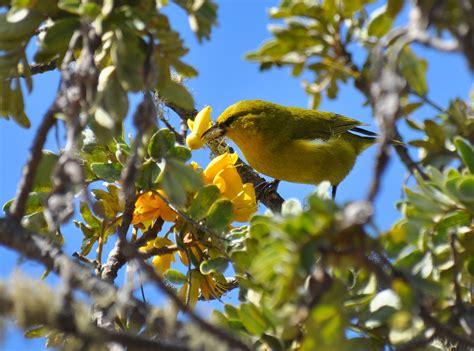 200 Birds Hawaiis Native Forest Birds