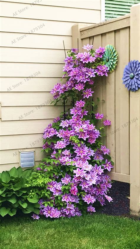 True Mixed Colors Clematis Flower Plantnatural Home Garden 100pcs