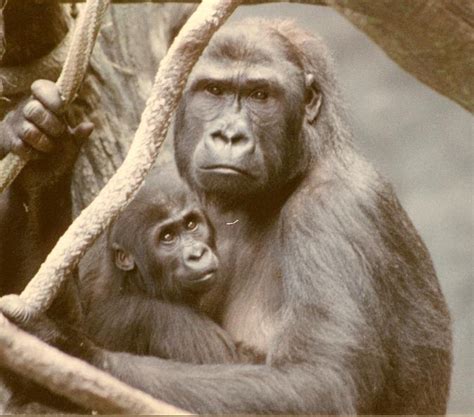 Apes Are Humans Too ~ Irtiqa