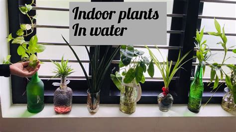 Indoor Water Plants Indoor Plants Idea For Beginnersindoor Plants