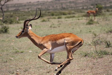 Pin De Lilly En Wild Animals Antilope Animales Para Imprimir Sabanas