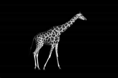 Giraffe Black And White Stock Photos Pictures And Royalty Free Images
