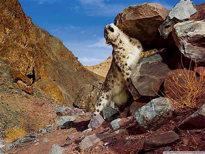 Scratch Leopard Snow