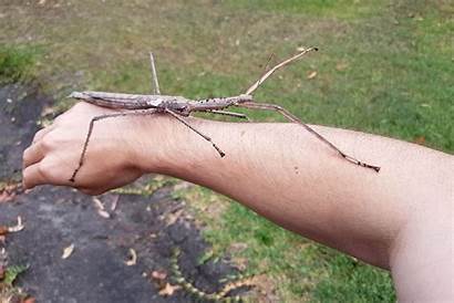 Stick Insect Sticky Massive Situation Crawl Storytrender