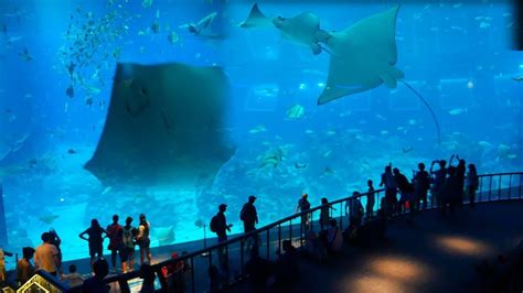 Underwater World Aquarium In Singapore Youtube