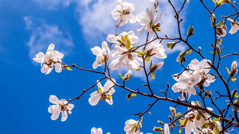 Desktop Wallpaper Magnolia Flowers Spring Blossom Hd Image Picture