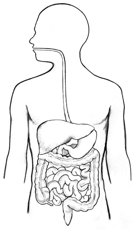 Unlabeled Digestive System Diagram Without Labels ~ News Word
