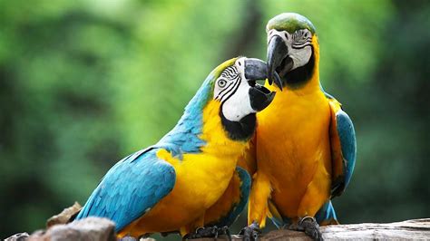 How To Take Care Of A Macaw Pet Bird Youtube