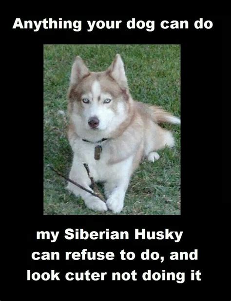 Refuse And Still Cute Siberian Husky