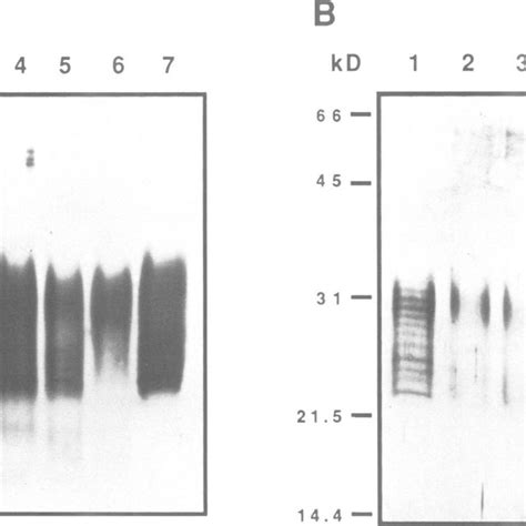 Western Blot Analysis A And Silver Staining B Of GM CSF Mutants