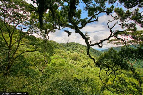 Tree Canopy At Tropical Rainforest In Costa Rica