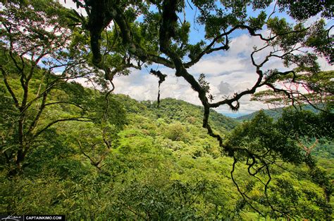 The trees are so densely packed that rain can take 10 minutes to reach the ground after hitting the canopy. Tree Canopy at Tropical Rainforest in Costa Rica