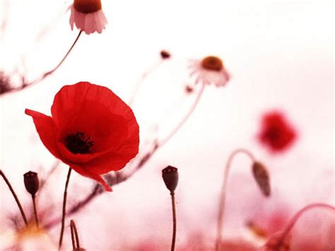 Wallpapers Poppy Flowers Desktop Wallpapers