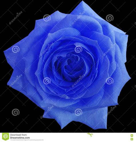 Blue Rose Flower Black Isolated Background With Clipping Path Closeup