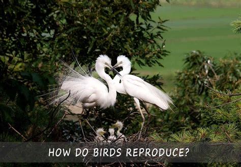 How Do Birds Reproduce The Short Guide To Birds Sex