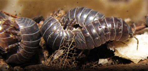 We did not find results for: Pest Advice for controlling Woodlice
