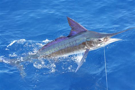 Striped Marlin Fishing Fin And Field