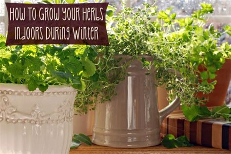 How To Grow Your Herbs Indoors During Winter Mothers Home