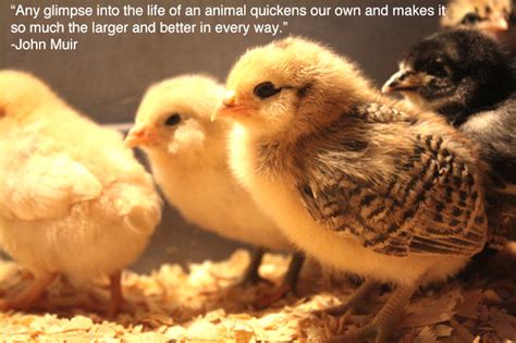Baby Animal Quotes Quotesgram