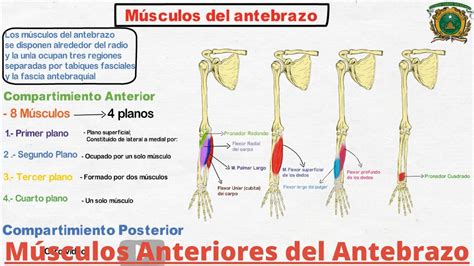 Anatomía Músculos Anteriores Del Antebrazo Origen Inserción