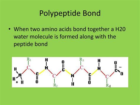 Create your own flashcards or choose from millions created by other students. PPT - DNA and Amino Acids PowerPoint Presentation, free ...