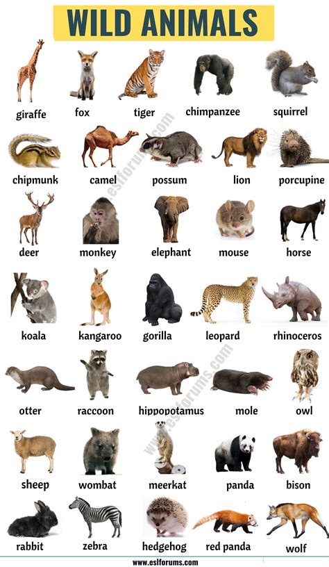Cute Animals Names List Animal Big