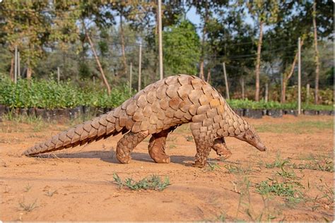 Pangolins are found in tropical asia and africa and are 30 to 90 cm (1 to 3 feet) long exclusive of the tail. More evidence Pangolin not intermediary in transmission of ...