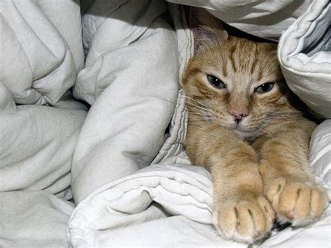 Cats are members of the family, but with all the humans asleep and nothing to stimulate them, cats can get bored very quickly and start to cry out for attention. How to Get a Cat to Stop Waking Me Up at Night