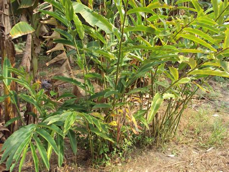 Daftar nama bunga, gambar bunga cantik, indah, unik, dan langka, lengkap dengan penjelasannya. Hang Kebun: BUNGA KANTAN