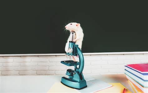 Premium Photo Cute Rat On Microscope In School Laboratory Funny White