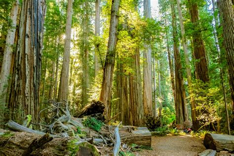 California Redwood Forests A Guide To The Tallest Trees