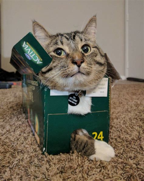 If I Fits I Sits Funny Cat Memes To Prove Cats Are A Liquid Film Daily