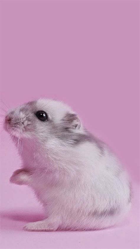 Hamster Hd Wallpaper Enwallpaper