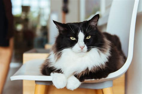 180 Tuxedo Cat Names For Your Very Fancy Feline Daily Paws