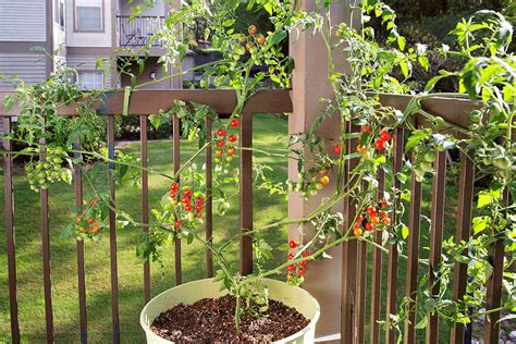 Tomatoes In Containers Gardening Austin