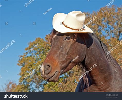 Cute Little Dark Bay Arabian Horse Wearing A Cowboy Hat