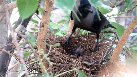 Crow Nest Crow Feeds Baby Koel Youtube